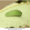 iphiclides podalirius larva2